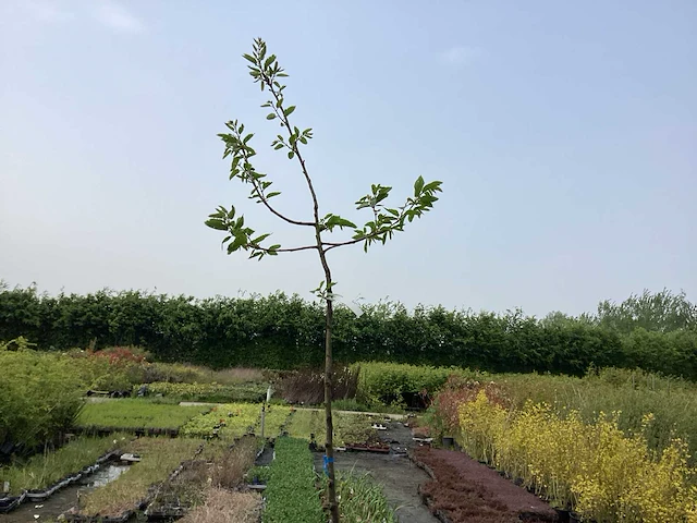 Bomen - kastanje (x5) - afbeelding 1 van  2