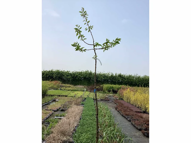 Bomen - kastanje (x5) - afbeelding 2 van  2