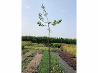 Bomen - kastanje (x5) - afbeelding 2 van  2