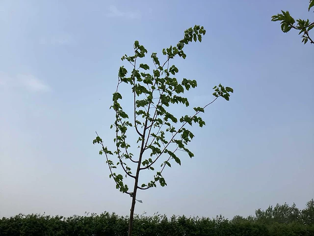 Bomen - linde (x5) - afbeelding 1 van  2