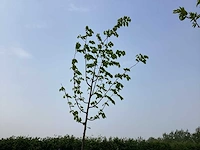 Bomen - linde (x5) - afbeelding 1 van  2