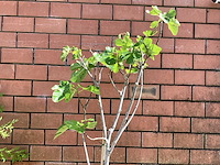 Bomen - vijgen (x2) - afbeelding 1 van  2