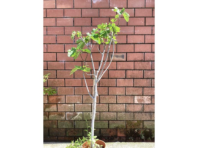 Bomen - vijgen (x2) - afbeelding 2 van  2