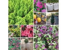 Bomen en planten: afhaling westerlo