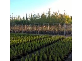 Bomen & planten