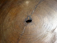 Boomstamschijf salontafel - afbeelding 4 van  4