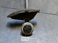 Bosmaaier - afbeelding 2 van  3