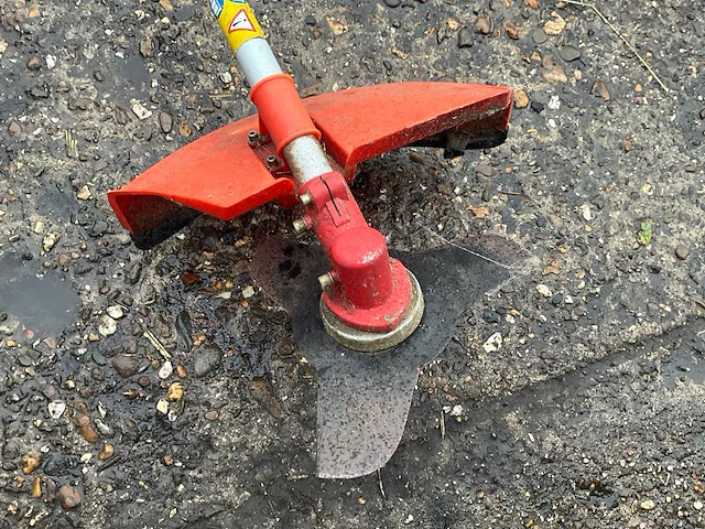 Bosmaaier - afbeelding 5 van  6