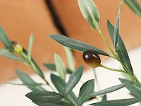 Brede nep olijfboom 180cm - afbeelding 3 van  4