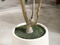 Brede nep olijfboom 180cm - afbeelding 4 van  4