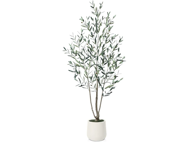 Brede nep olijfboom 180cm - afbeelding 1 van  4