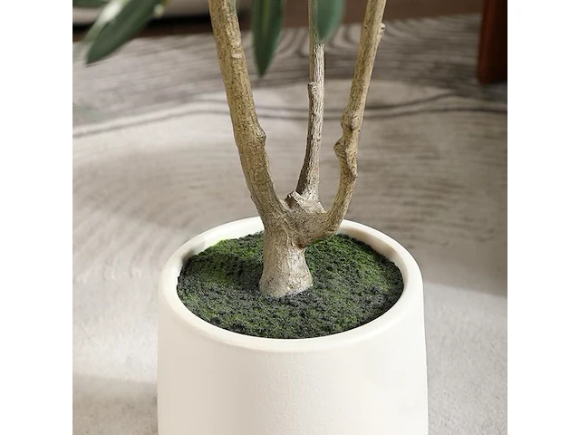 Brede nep olijfboom 180cm - afbeelding 4 van  4