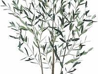 Brede nep olijfboom 180cm - afbeelding 1 van  4