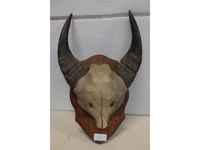 Buffalo schedel - afbeelding 1 van  3