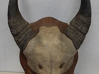 Buffalo schedel - afbeelding 1 van  3