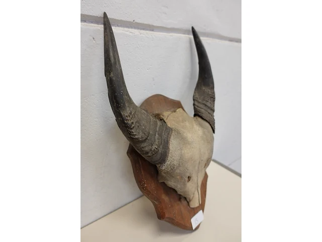 Buffalo schedel - afbeelding 2 van  3