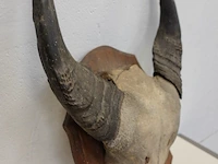 Buffalo schedel - afbeelding 2 van  3