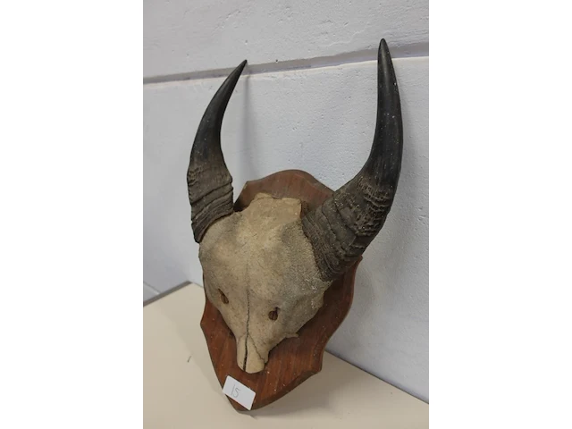 Buffalo schedel - afbeelding 3 van  3