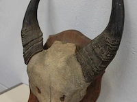 Buffalo schedel - afbeelding 3 van  3