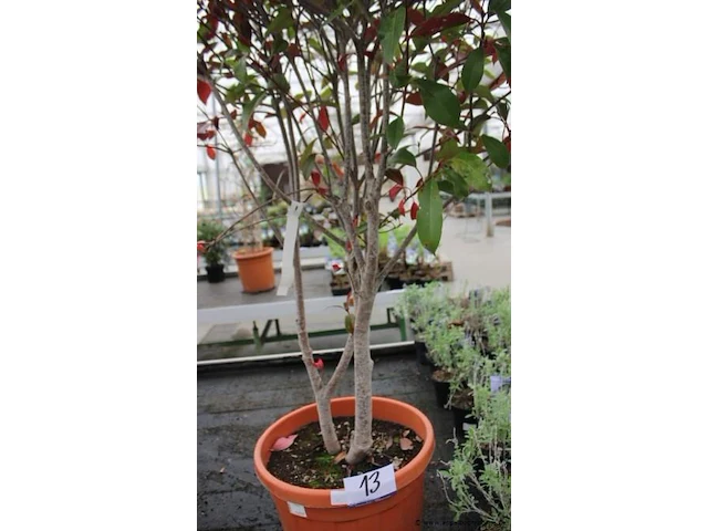 Buitenplant photinia - afbeelding 1 van  2