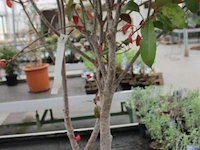 Buitenplant photinia - afbeelding 1 van  2