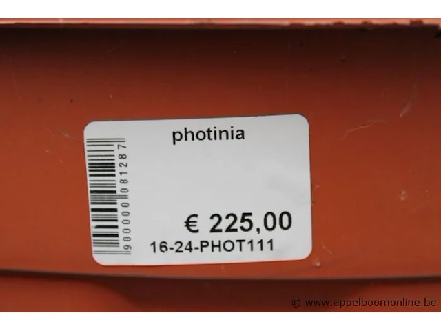 Buitenplant photinia - afbeelding 2 van  2