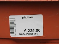Buitenplant photinia - afbeelding 2 van  2