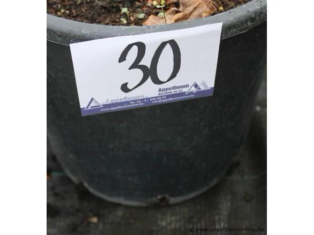 Buitenplant syringa vulgaris - afbeelding 1 van  2