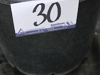 Buitenplant syringa vulgaris - afbeelding 1 van  2