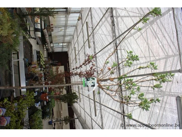 Buitenplant syringa vulgaris - afbeelding 2 van  2