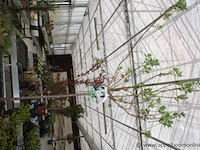 Buitenplant syringa vulgaris - afbeelding 2 van  2