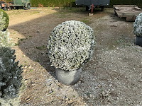 Buxus bol ‘besneeuwd’ sierboom (4x) - afbeelding 1 van  1