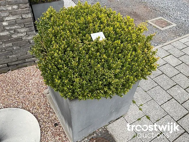 Buxus in bol vorm in polystone bloembak - afbeelding 1 van  1