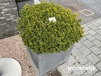 Buxus in bol vorm in polystone bloembak - afbeelding 1 van  1