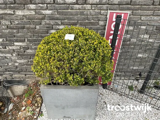 Buxus in kip vorm in polystone bloembak - afbeelding 1 van  1