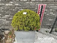 Buxus in kip vorm in polystone bloembak