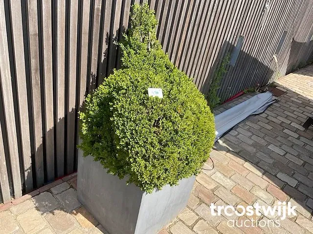 Buxus in kip vorm in polystone bloembak - afbeelding 1 van  1