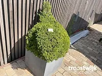 Buxus in kip vorm in polystone bloembak