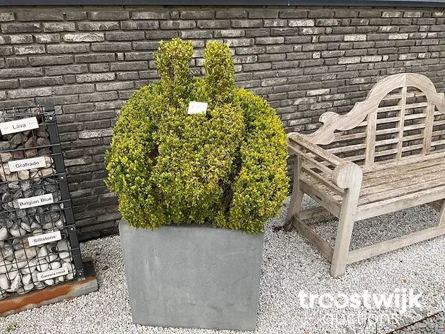 Buxus in konijn vorm in polystone bloembak - afbeelding 1 van  1