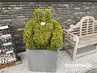 Buxus in konijn vorm in polystone bloembak - afbeelding 1 van  1