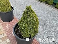 Buxus in pot - afbeelding 1 van  1