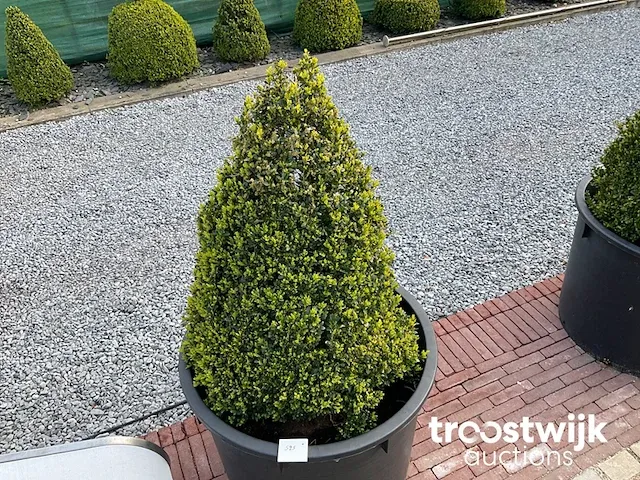 Buxus in pot - afbeelding 1 van  1