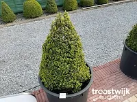 Buxus in pot