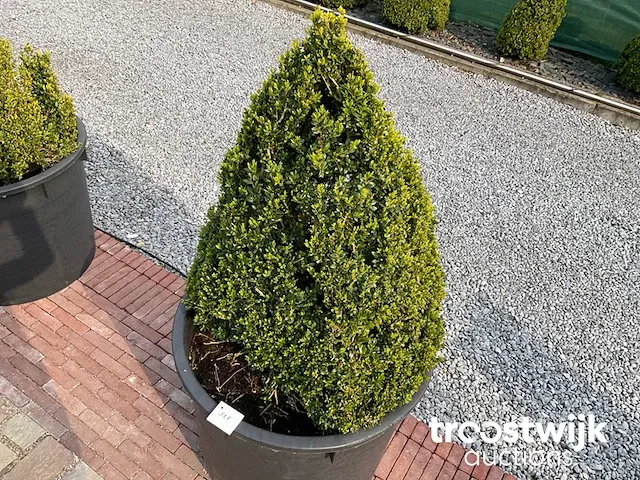 Buxus in pot - afbeelding 1 van  1