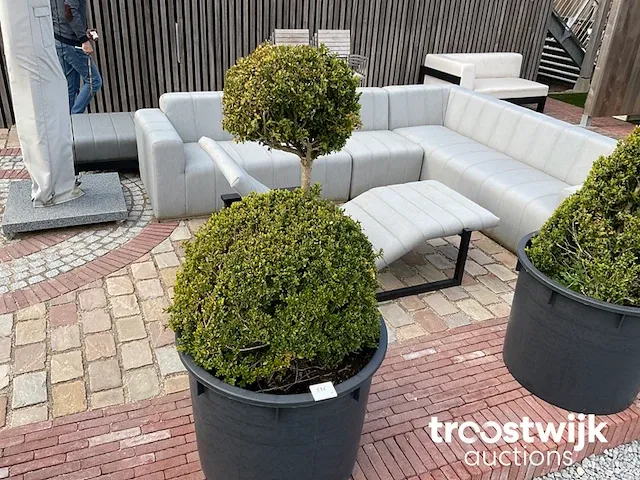 Buxus in pot - afbeelding 1 van  1