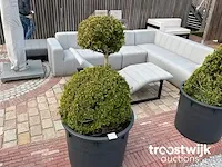 Buxus in pot - afbeelding 1 van  1