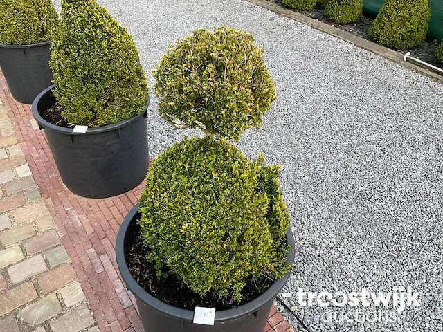 Buxus in pot - afbeelding 1 van  1