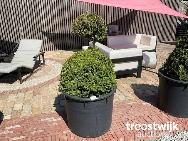 Buxus in pot - afbeelding 1 van  1