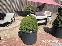 Buxus in pot - afbeelding 1 van  1