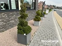 Buxus in spiraal vorm in polystone bloembak